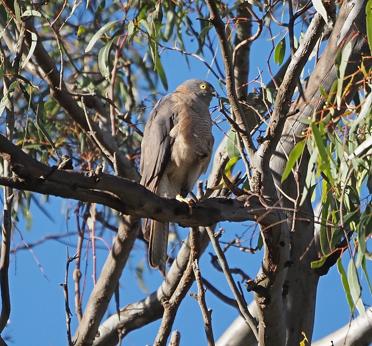 Collared Sparrowhawk - ML400605871