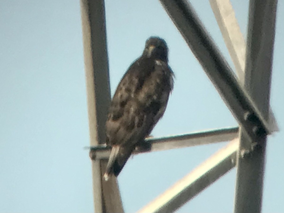 Red-tailed Hawk (Harlan's) - ML400605921