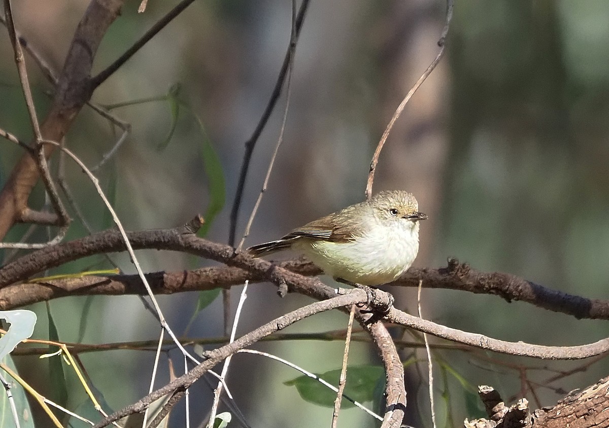 Buff-rumped Thornbill - ML400606241