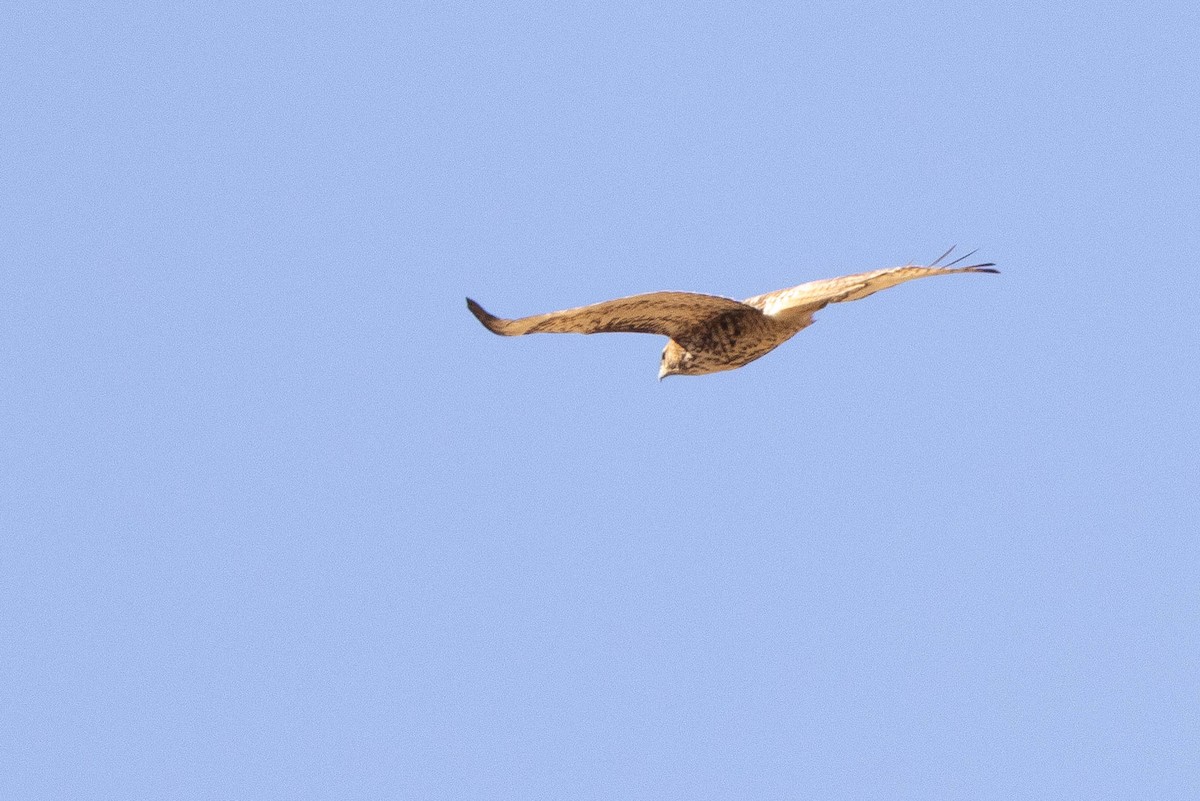 Red-tailed Hawk - ML400606281