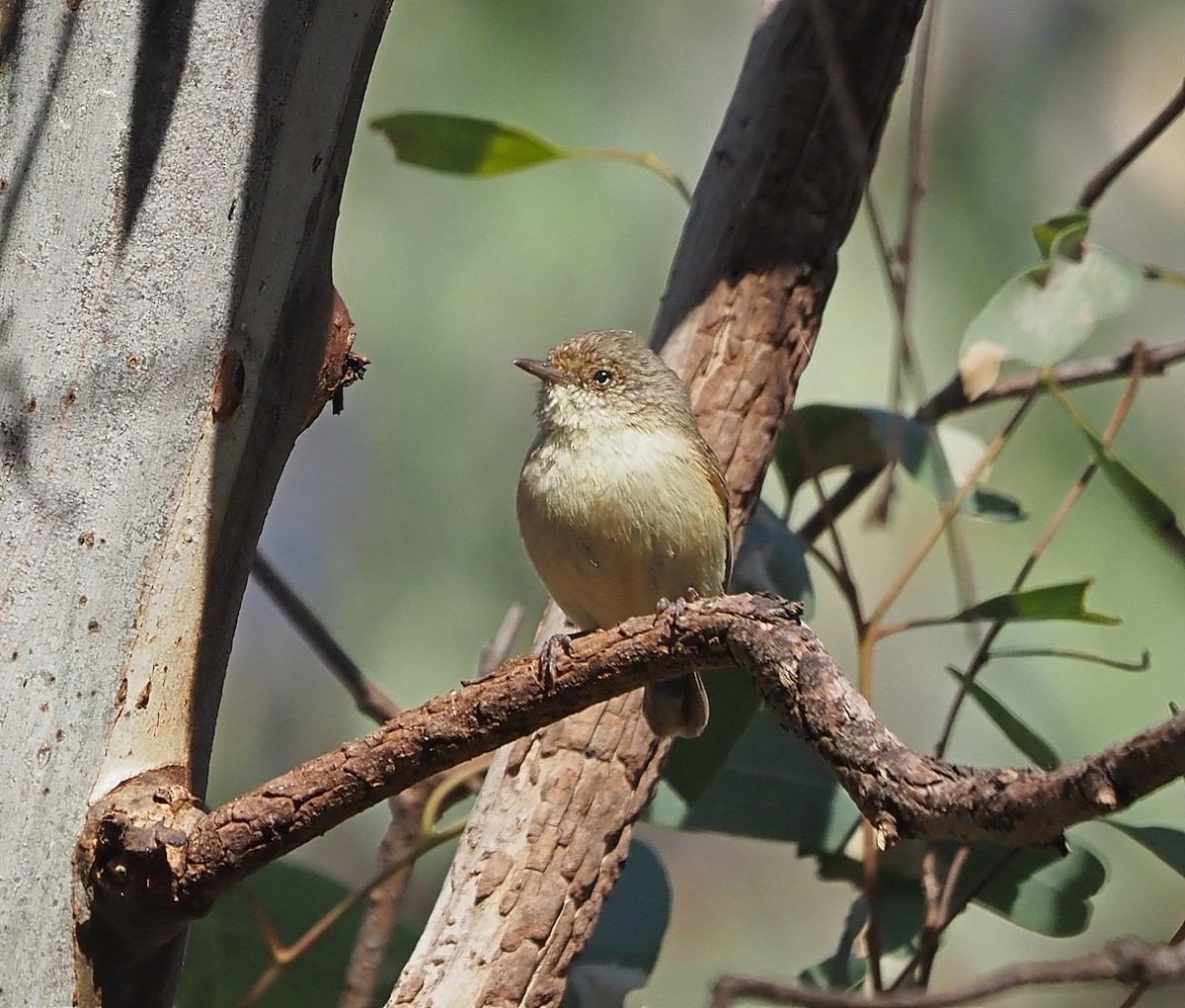 Buff-rumped Thornbill - ML400606451