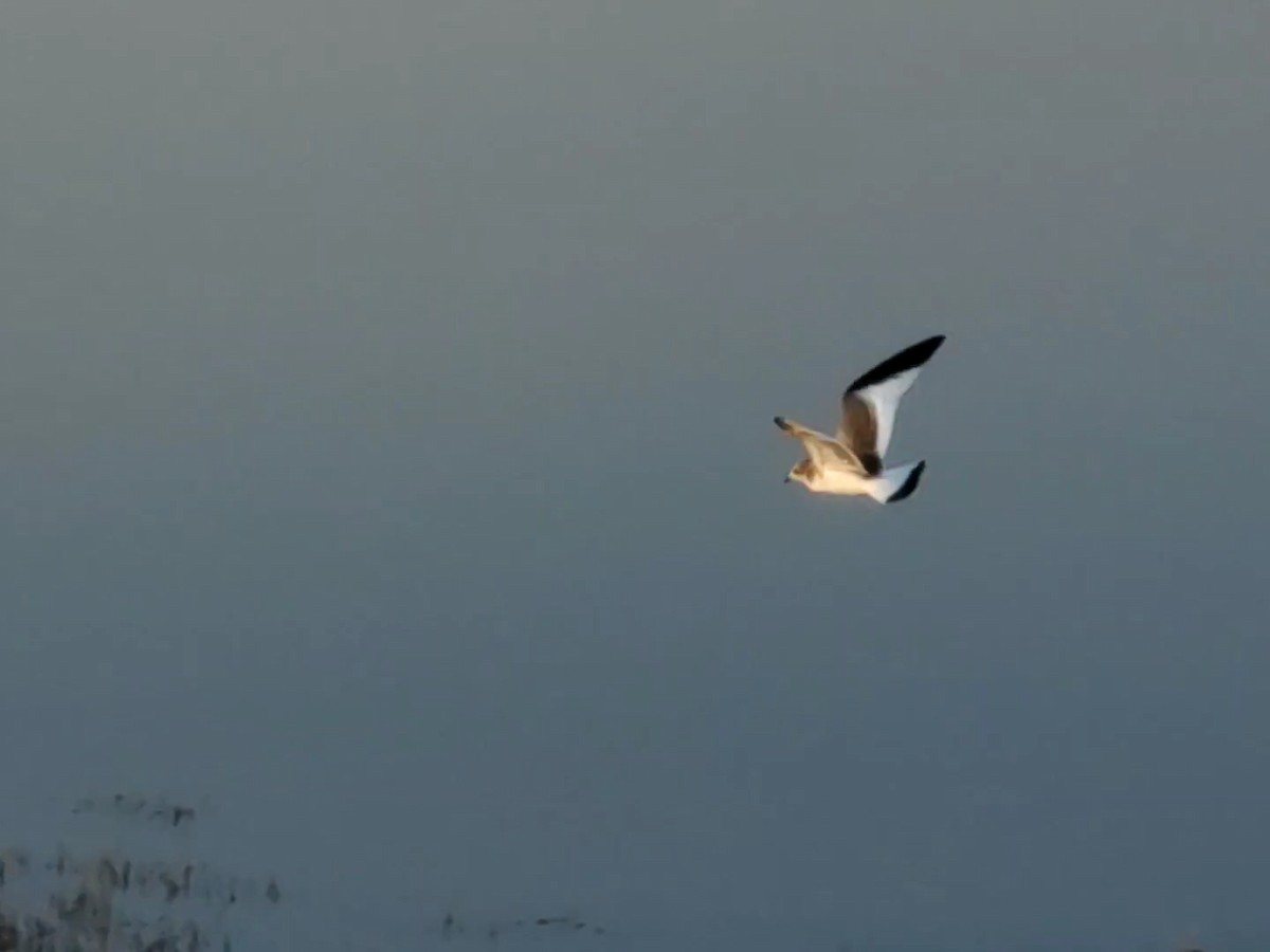 Sabine's Gull - ML400606481