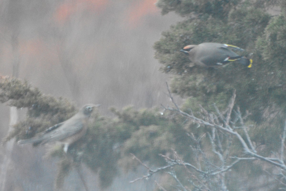 Bohemian Waxwing - ML400607801