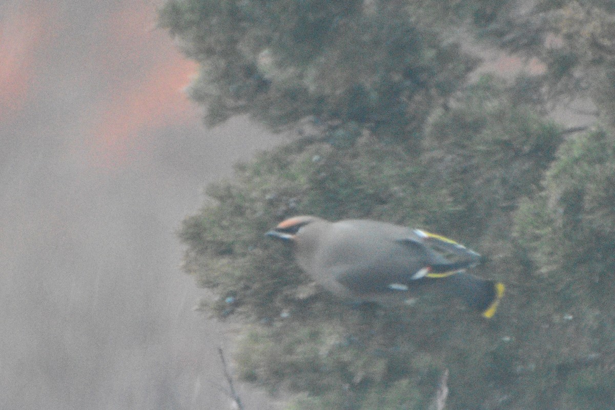 Bohemian Waxwing - Valerie Burdette