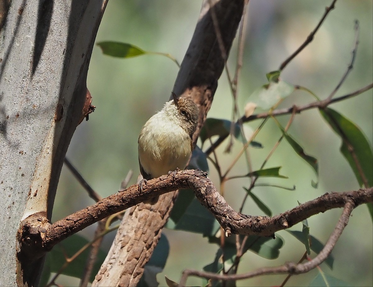 Buff-rumped Thornbill - ML400608311