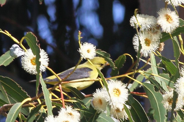 Scarlet Tanager - ML40060841