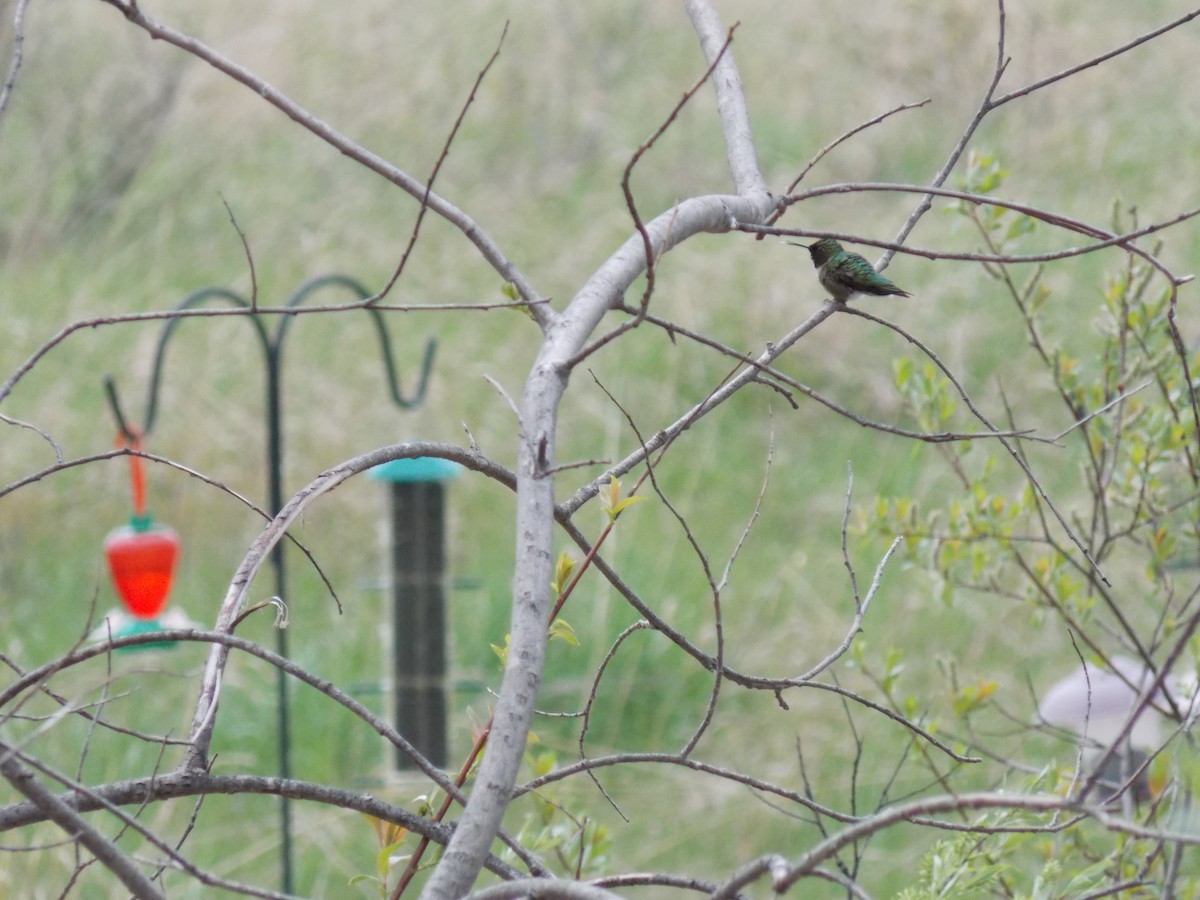 Ruby-throated Hummingbird - ML400609411