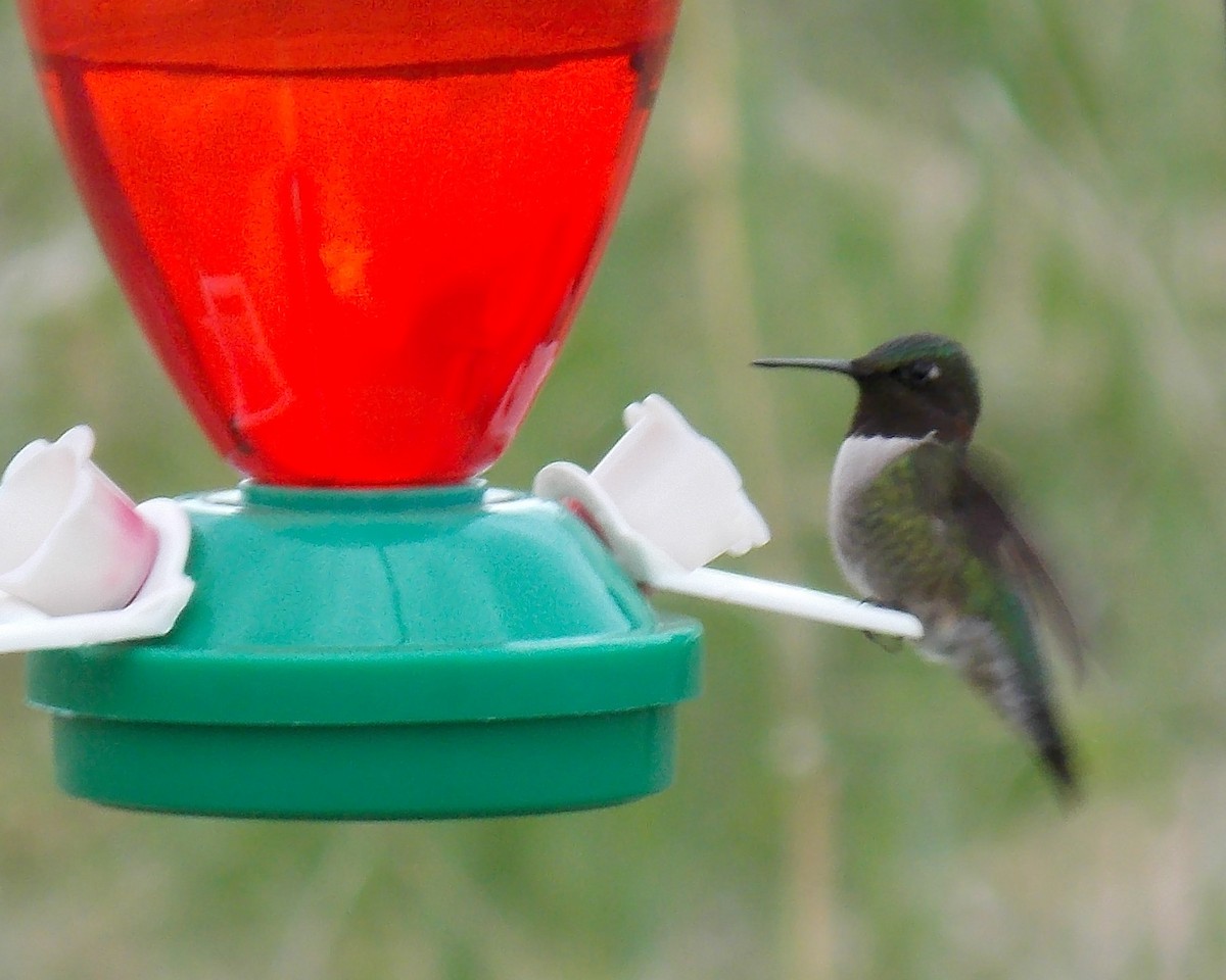 Ruby-throated Hummingbird - ML400609531