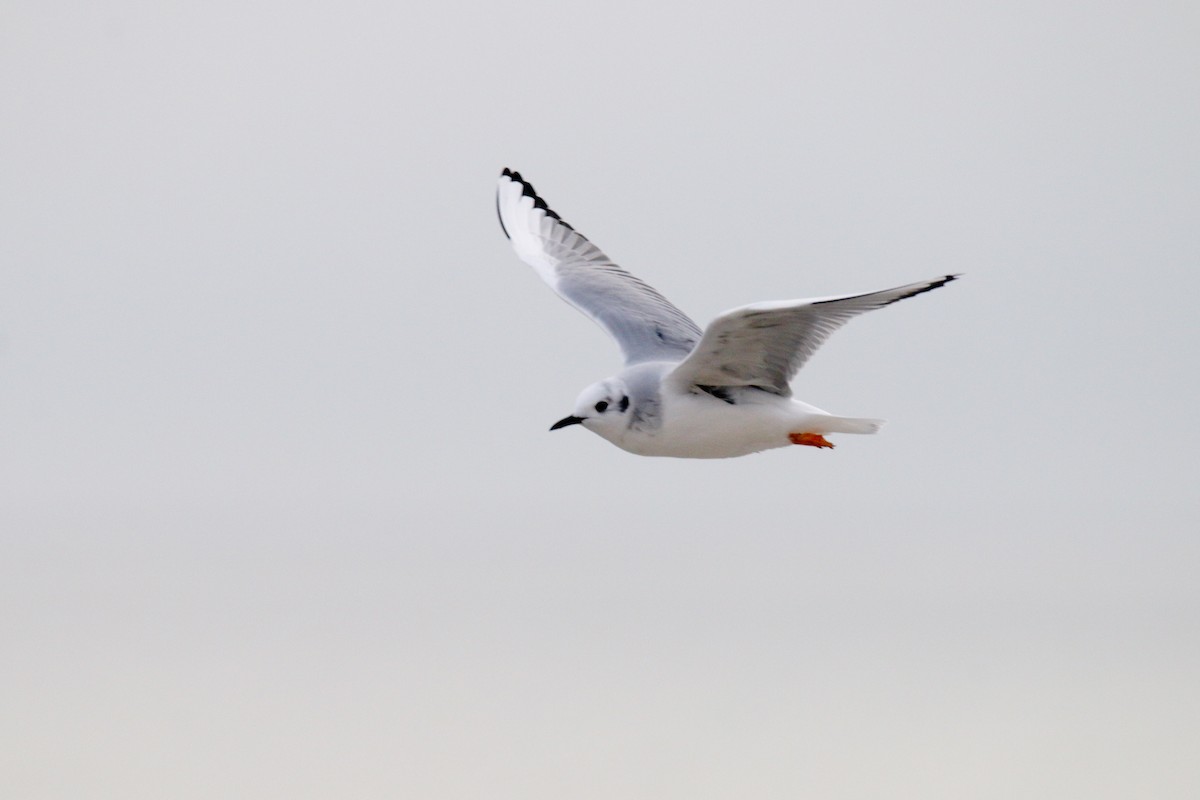 Bonaparte's Gull - ML400610811