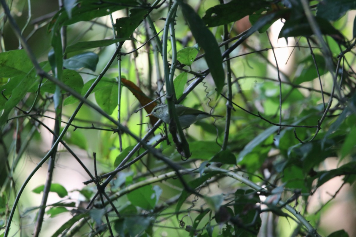 Western Crowned Warbler - ML400611291