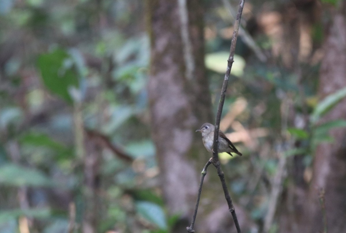 Brown-breasted Flycatcher - ML400611371