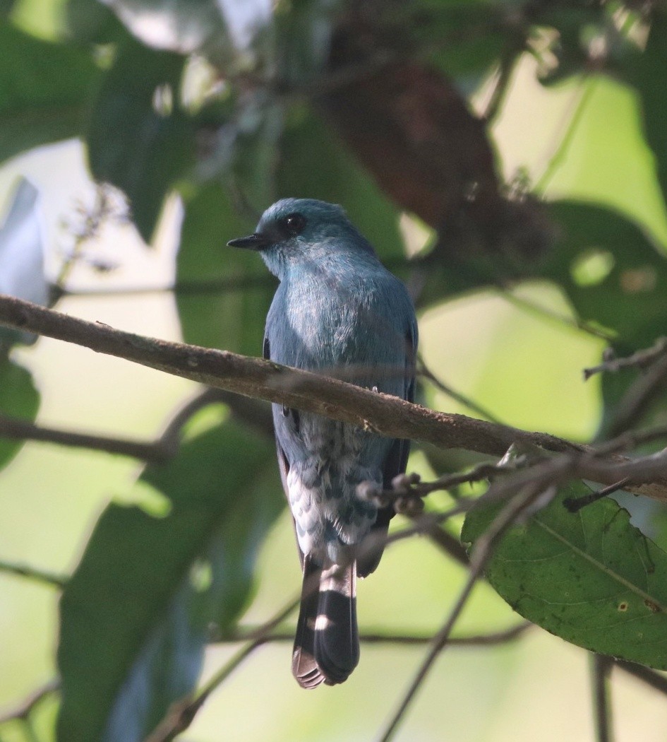 Verditer Flycatcher - ML400611611