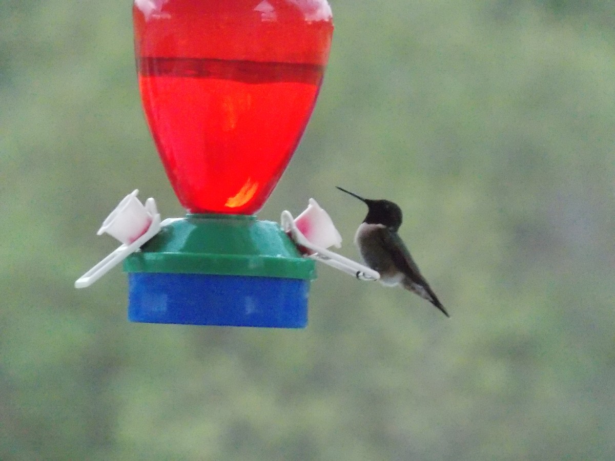Ruby-throated Hummingbird - ML400612061