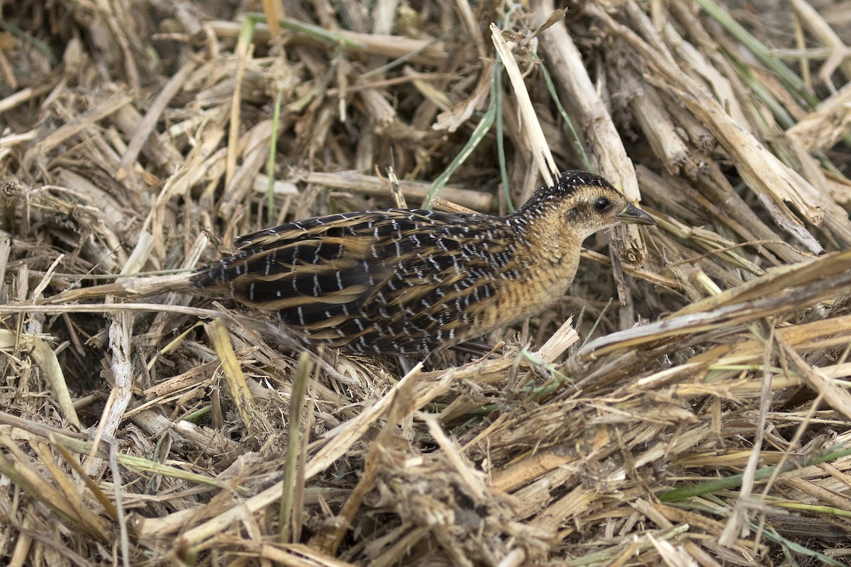 Yellow Rail - Steven Whitebread
