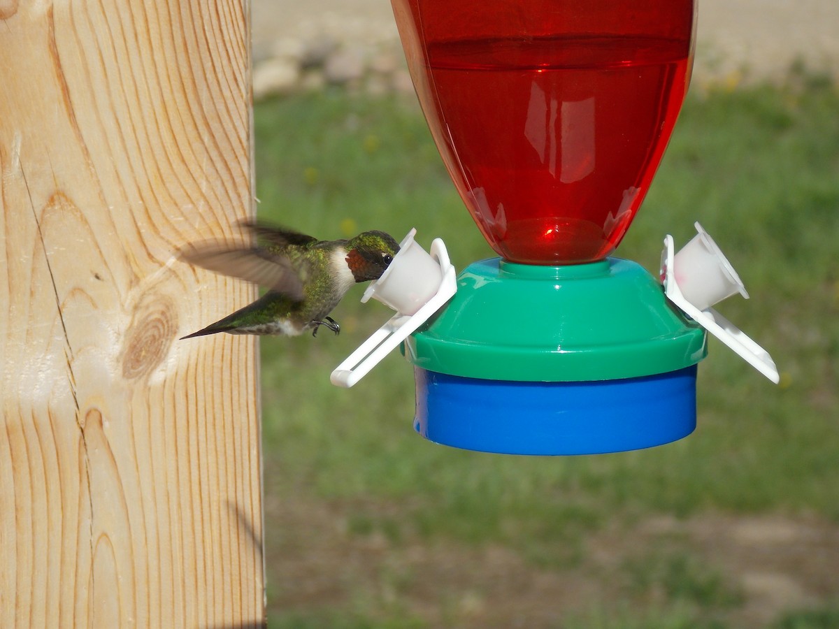 Ruby-throated Hummingbird - ML400614901