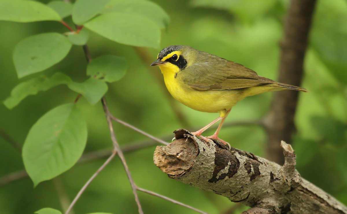 Kentucky Warbler - ML40061541