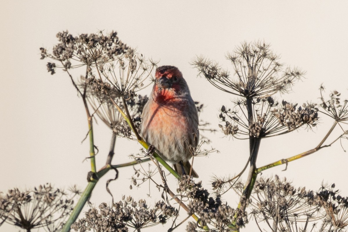 House Finch - ML400615801