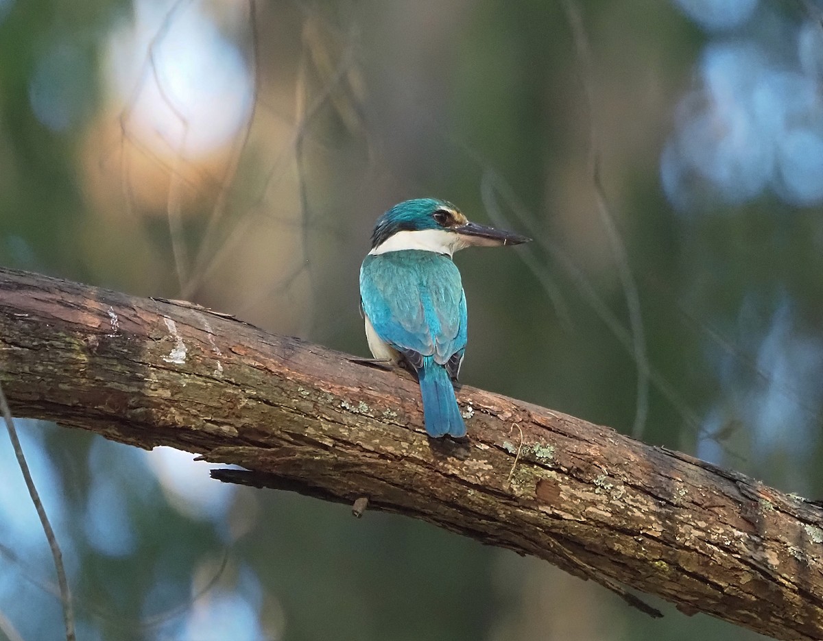 Sacred Kingfisher - ML400616041