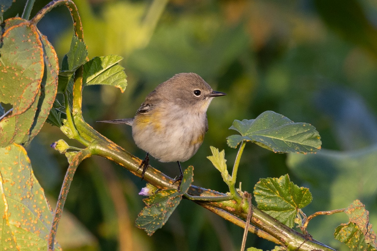 Yellow-rumped Warbler - ML400616161