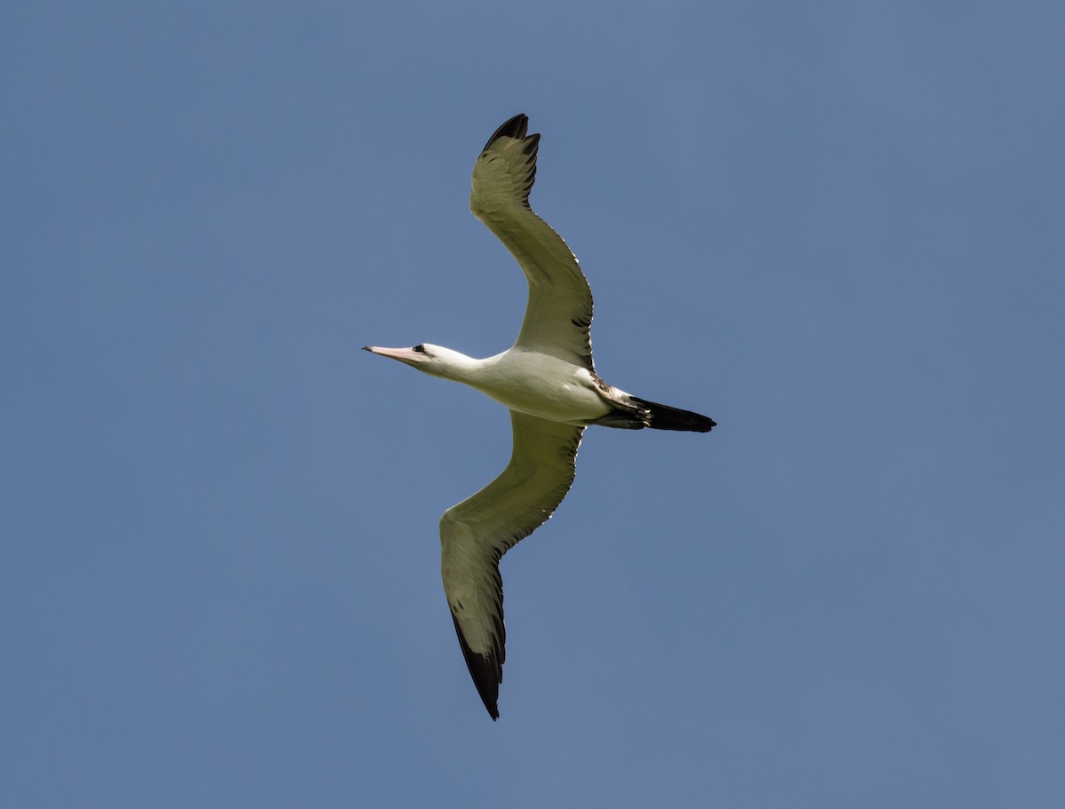 Abbott's Booby - ML400616171