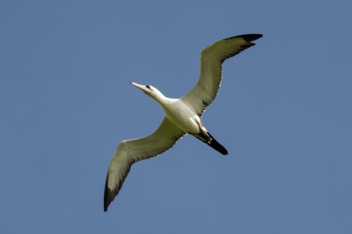 Abbott's Booby - ML400616181