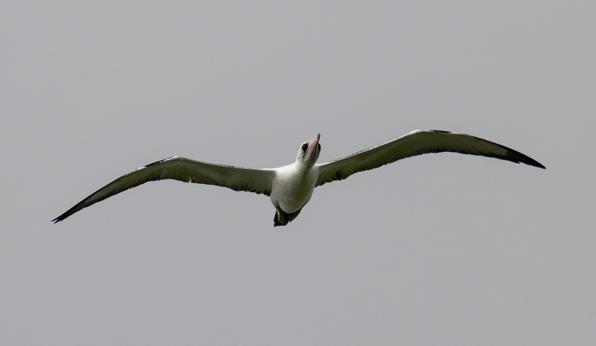 Abbott's Booby - ML400616201