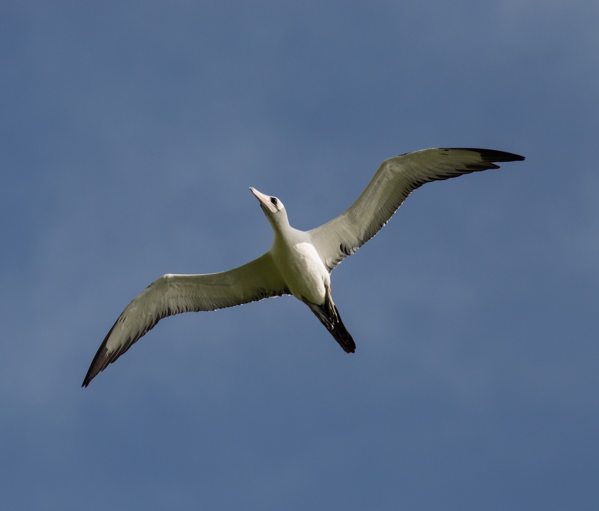 Abbott's Booby - ML400616251