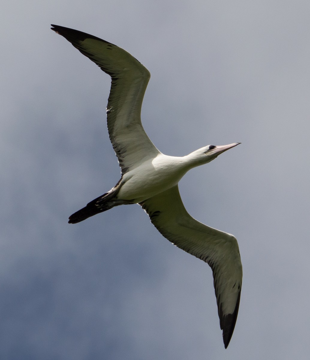 Abbott's Booby - ML400616271