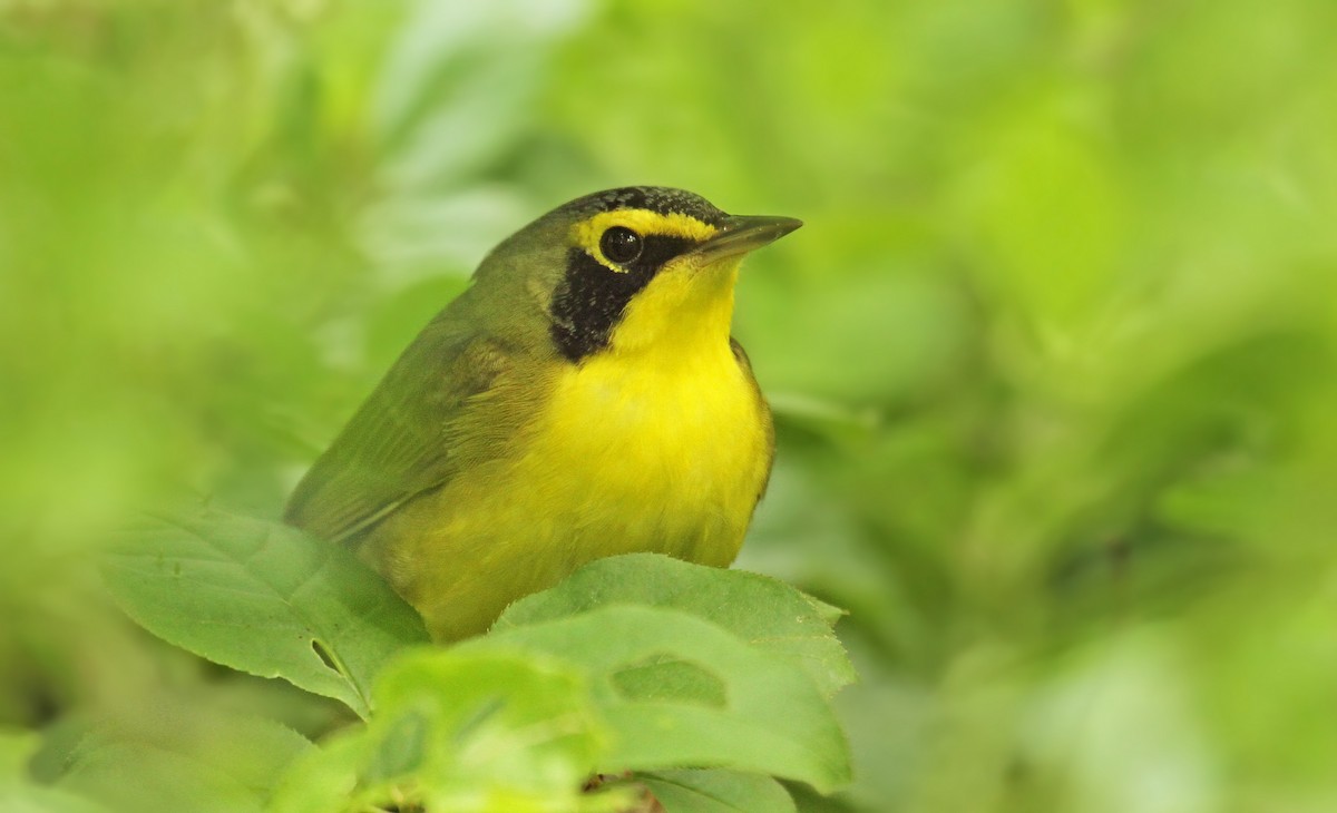 Kentucky Warbler - ML40061711