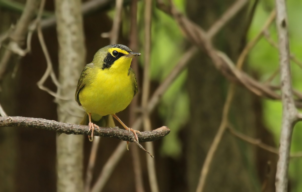 Kentucky Warbler - ML40061721