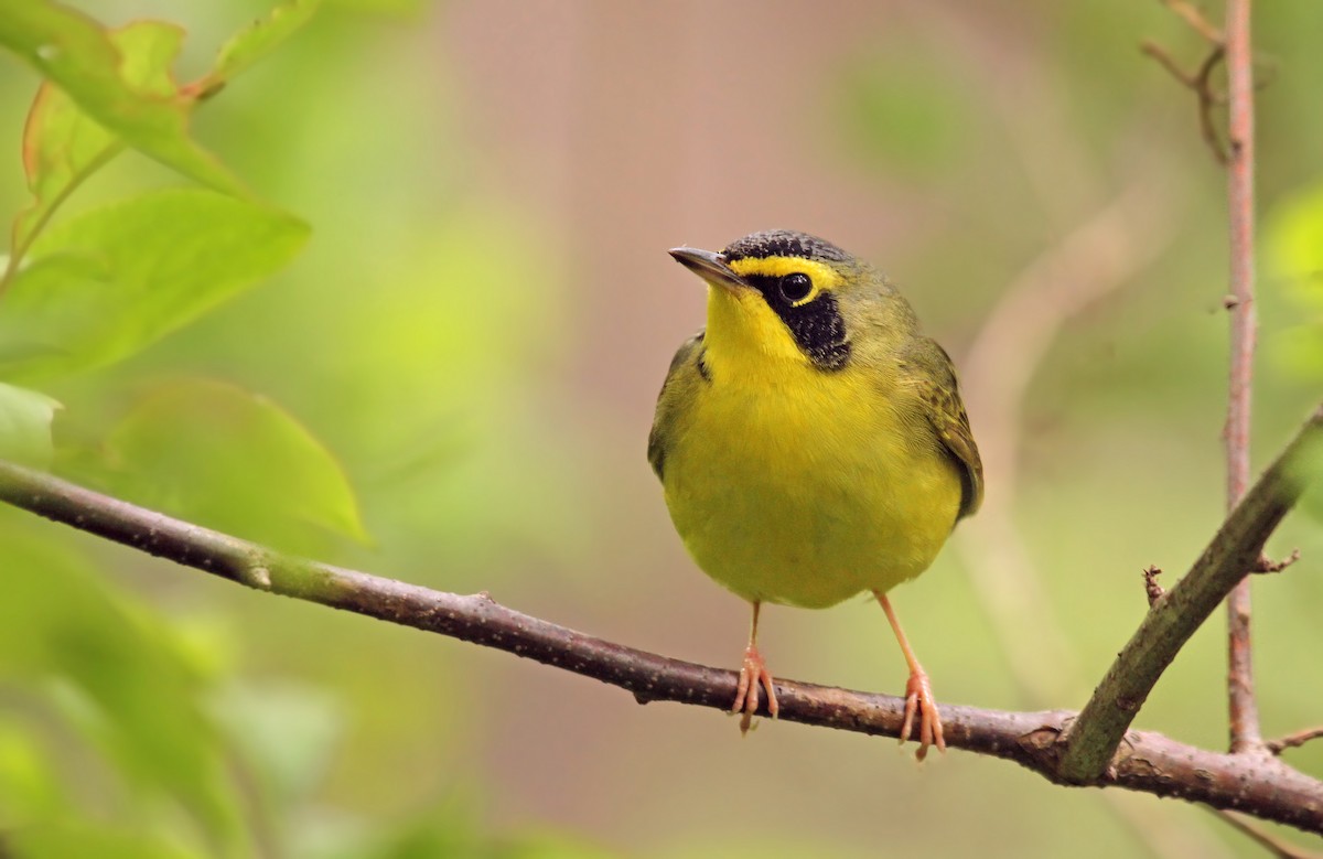 Kentucky Warbler - ML40061751