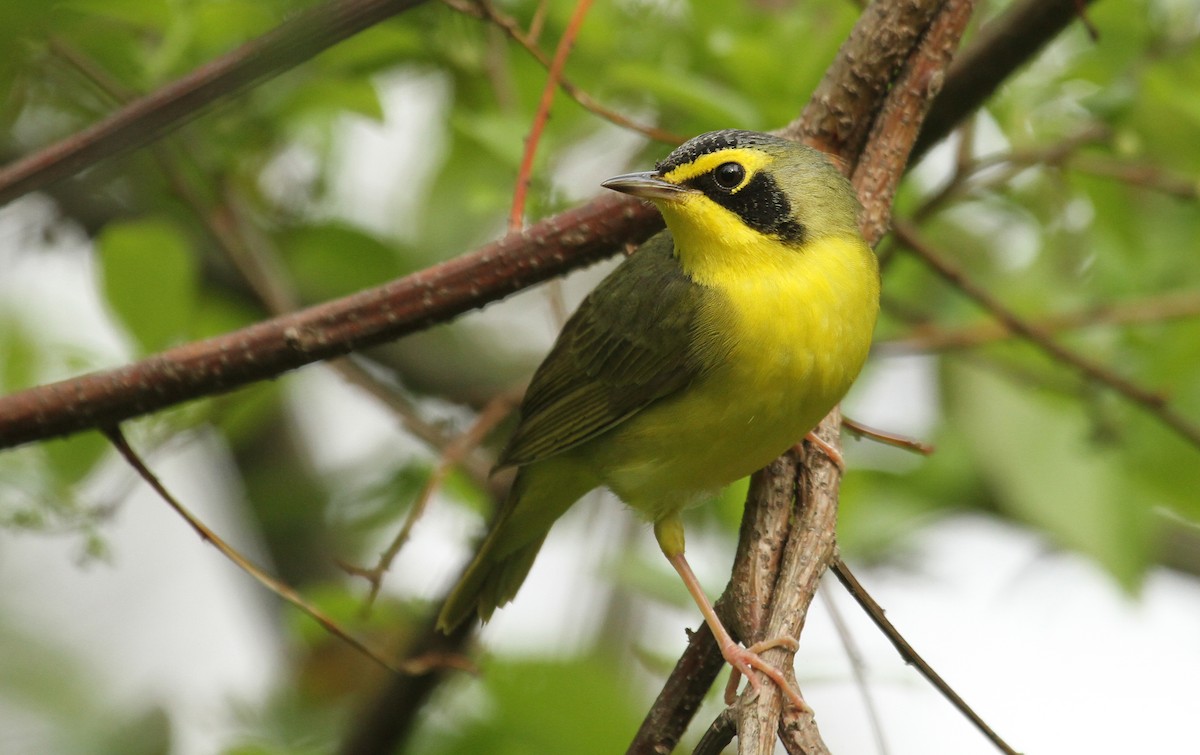 Kentucky Warbler - ML40061781