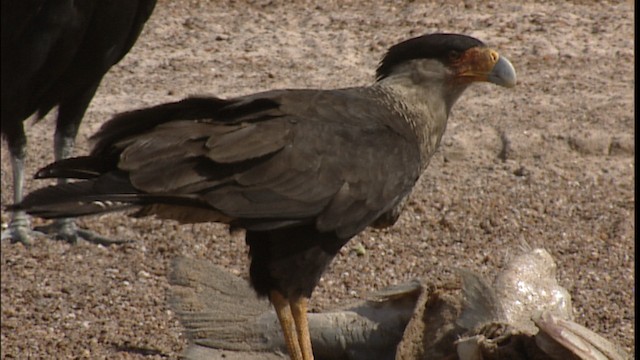 Crested Caracara (Northern) - ML400618