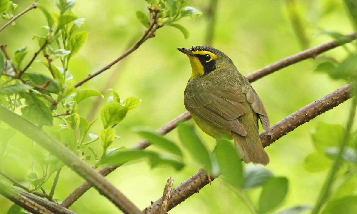 Paruline du Kentucky - ML40061801