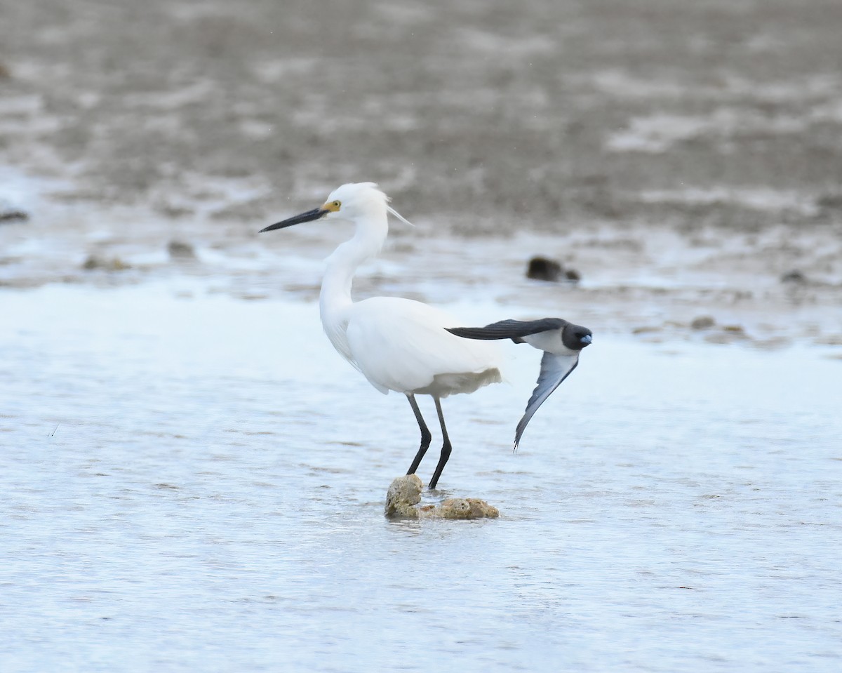 Little Egret - ML400619021