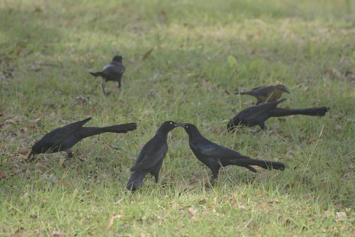 Great-tailed Grackle - ML400620231