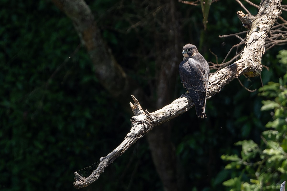 Australian Hobby - ML400621341