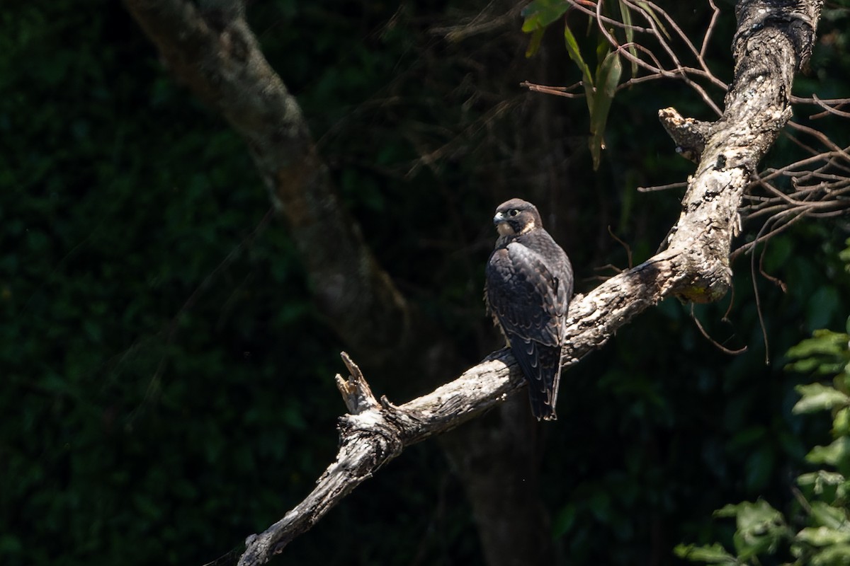 Australian Hobby - ML400621351