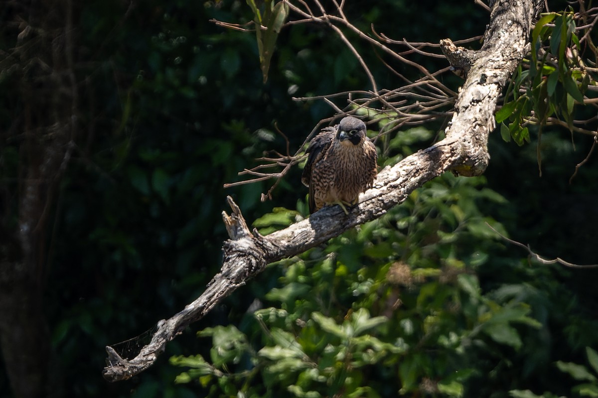 Australian Hobby - ML400621371