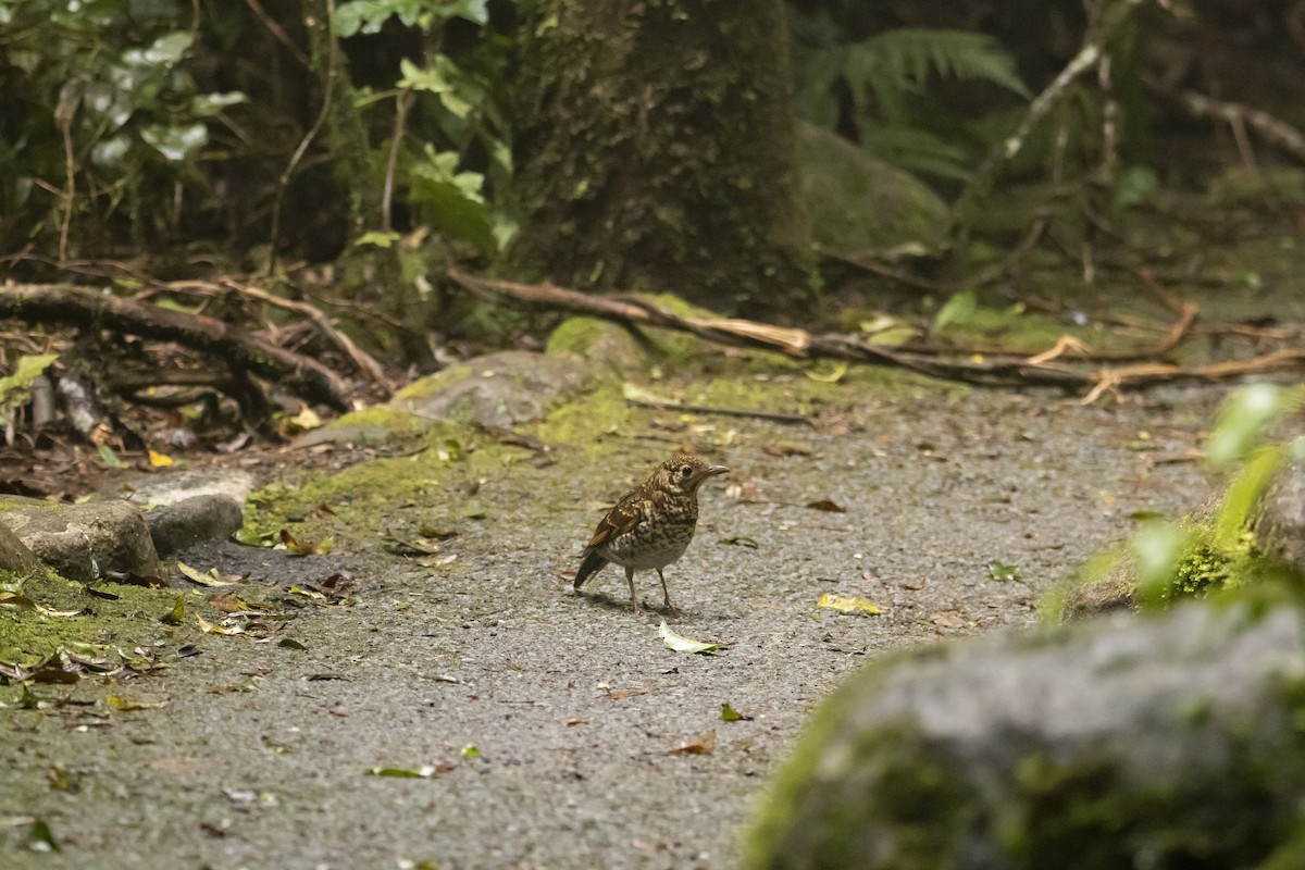 Bassian Thrush - Alice Carruthers