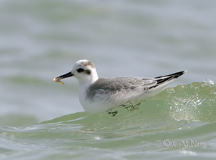 Red Phalarope - ML40062511