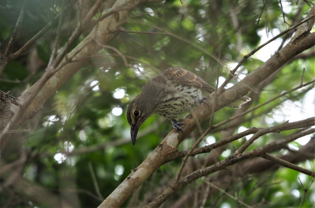 Olive-backed Oriole - ML400625671