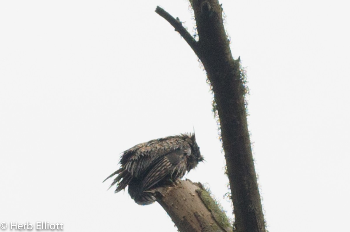 Great Horned Owl - ML40062651