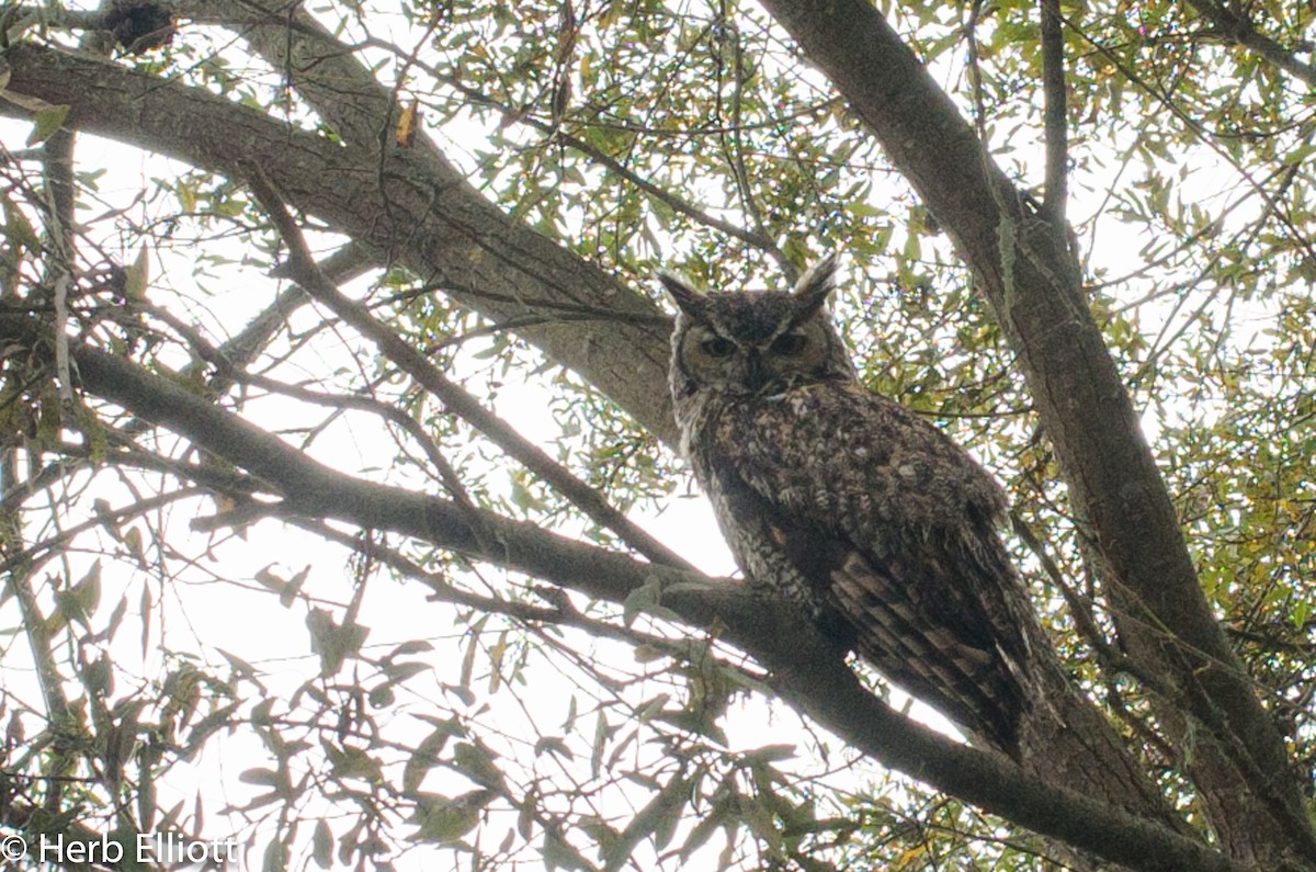 Great Horned Owl - ML40062671