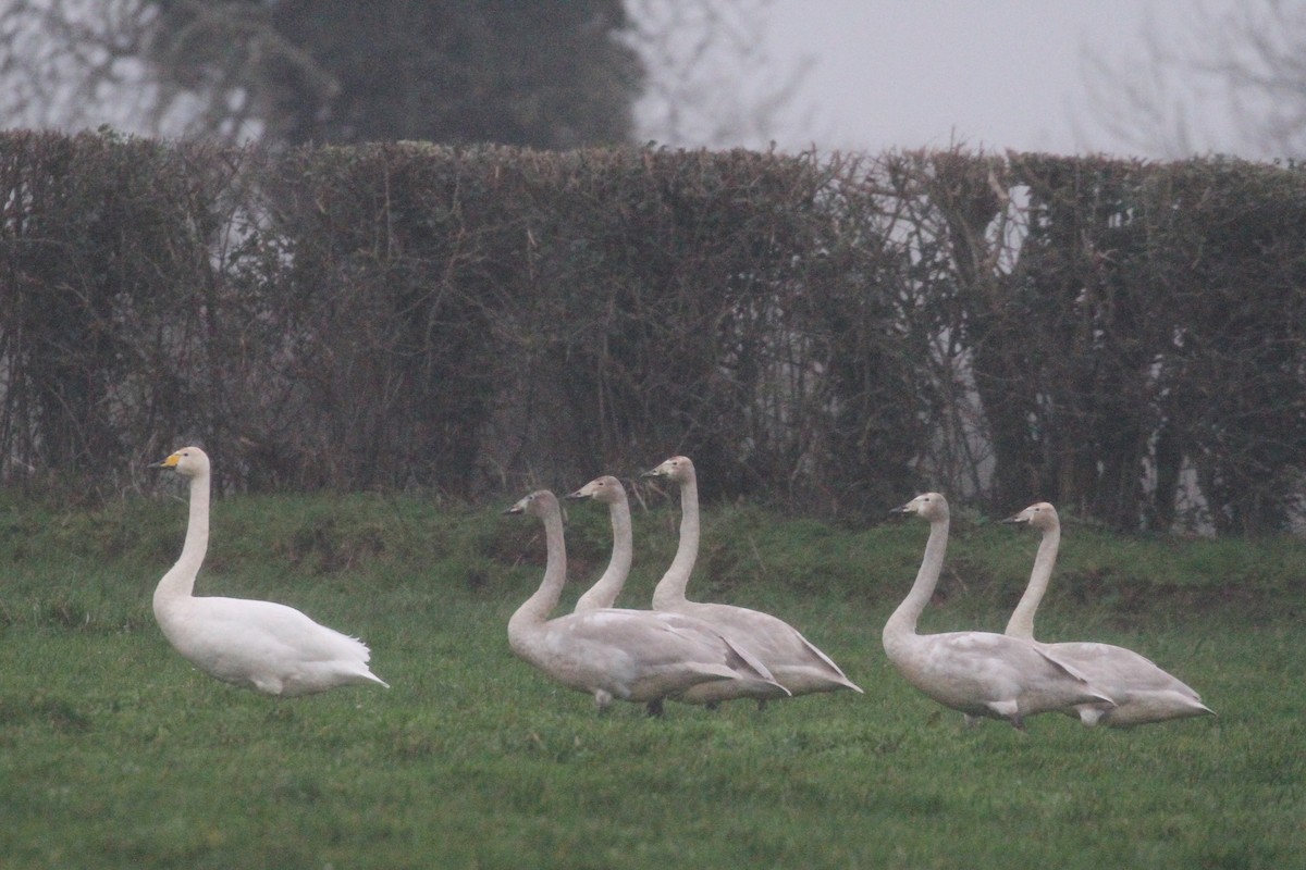 Cygne chanteur - ML400629681
