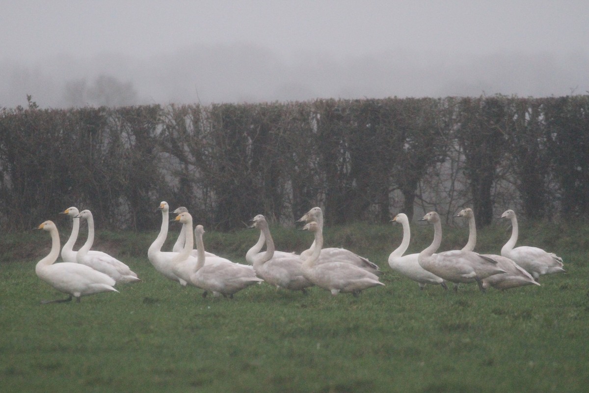 Cygne chanteur - ML400629701