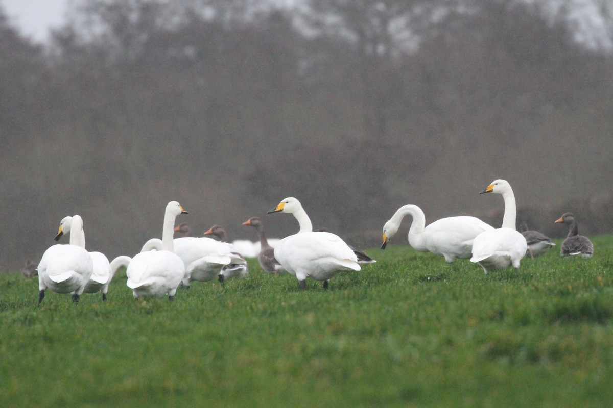 Cygne chanteur - ML400629731