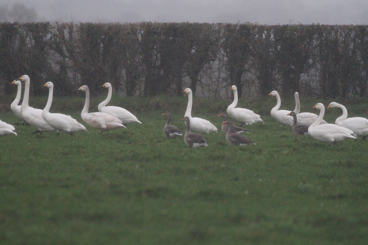 Cygne chanteur - ML400629741