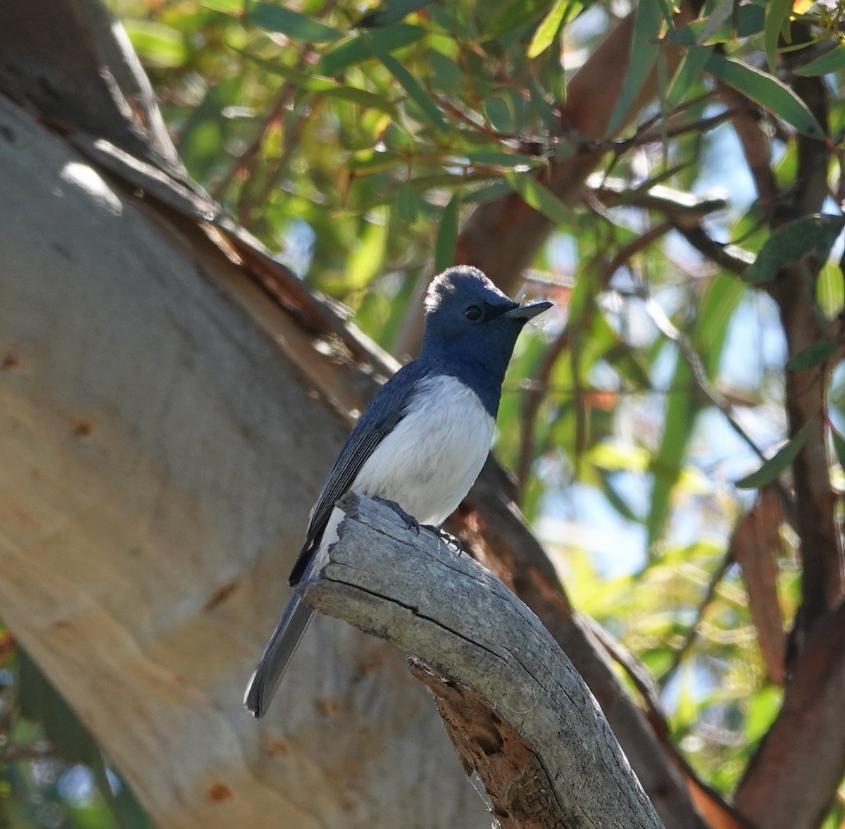 Leaden Flycatcher - ML400630131