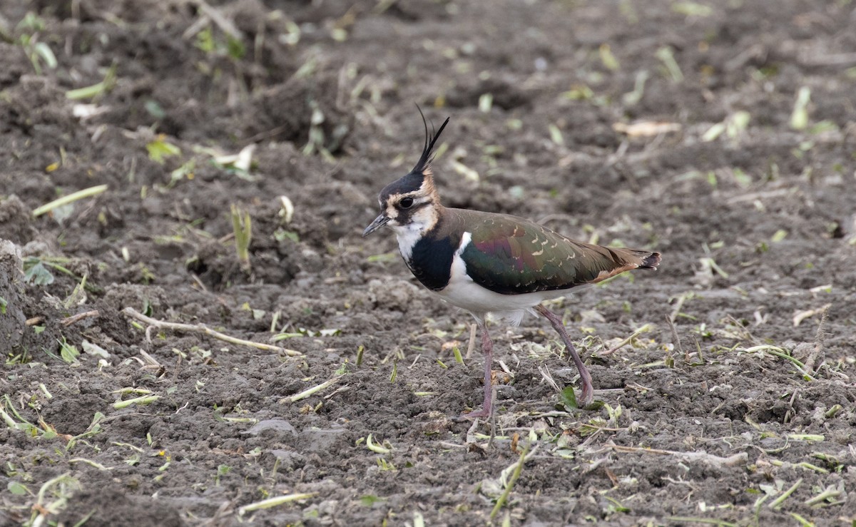 Northern Lapwing - Po-Wei Chi